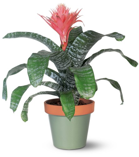 Tropical Bromeliad